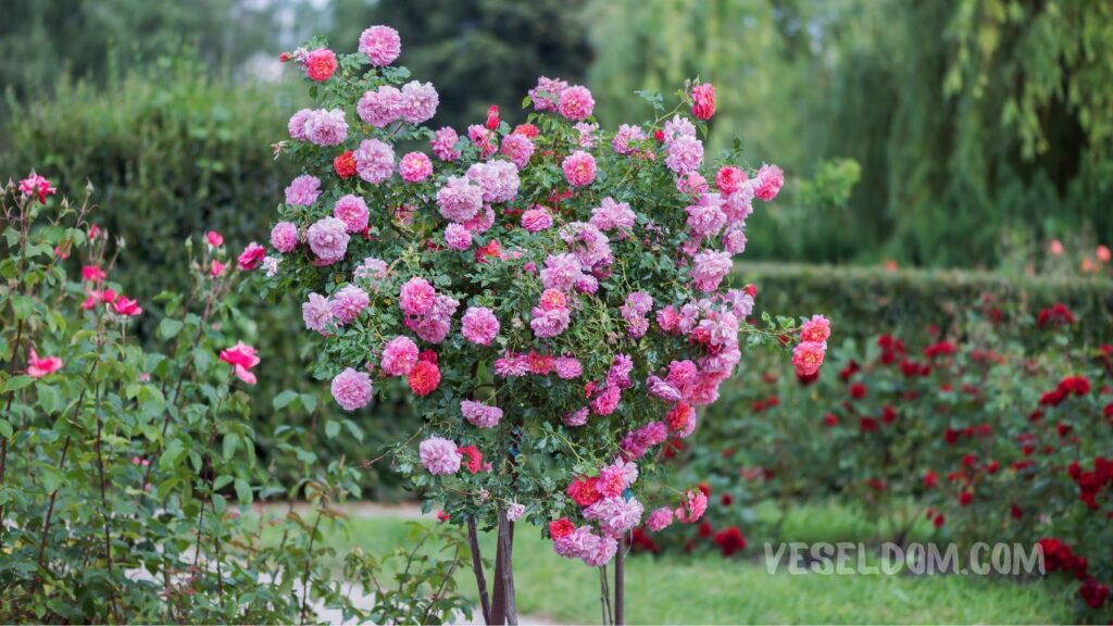 What perennial flowers to plant in the garden