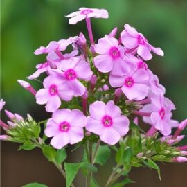 What perennial flowers to plant in the garden What perennial flowers to plant in the garden