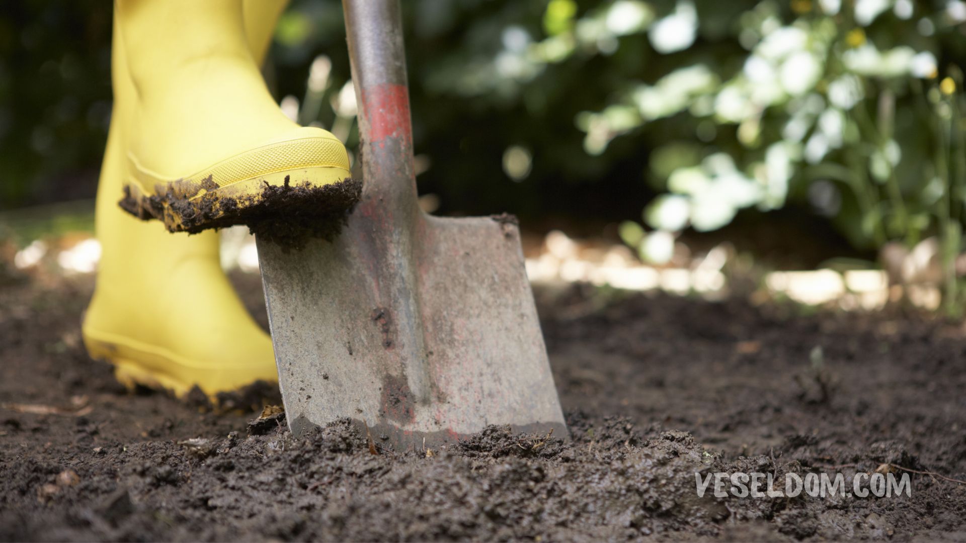 How to sow a vegetable garden in autumn correctly