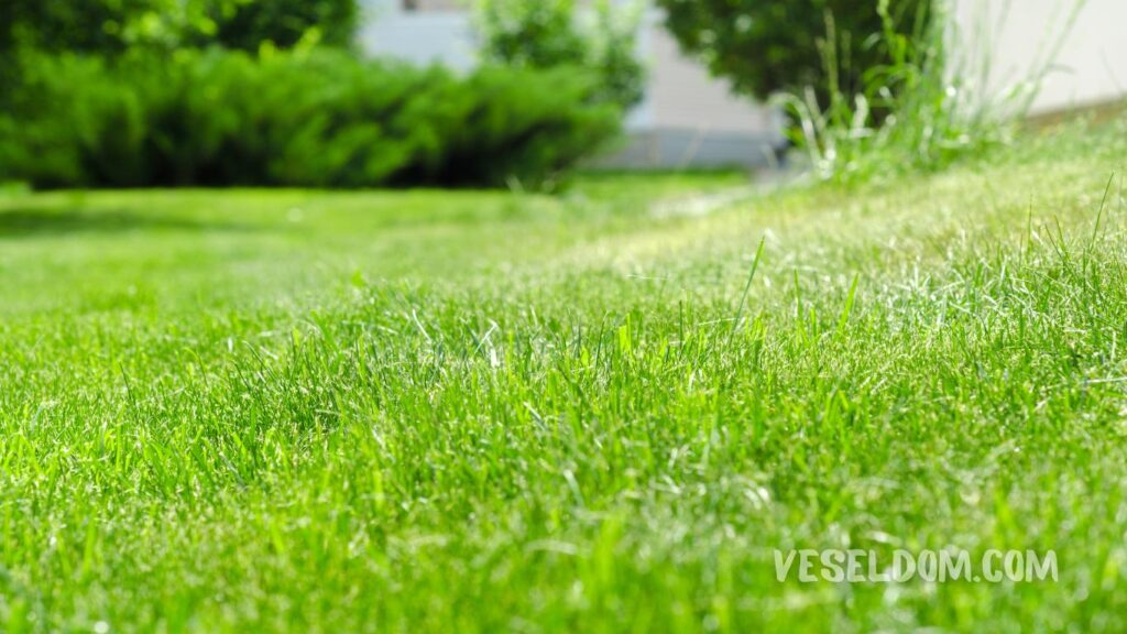 Types of lawn for landscape design