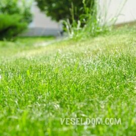 Types of lawn for landscape design: description, characteristics