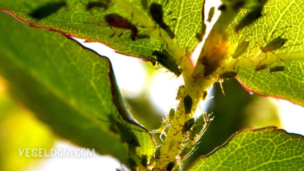 How to treat plums from aphids