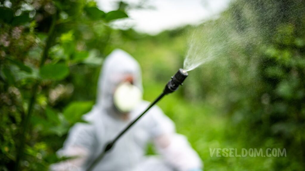 How to treat plums from aphids