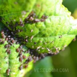 How to treat plums from aphids without risking the crop How to treat plums from aphids without risking the crop