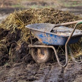 Rabbit manure as a fertilizer for the garden