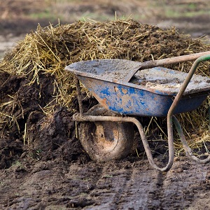Кролячий гній