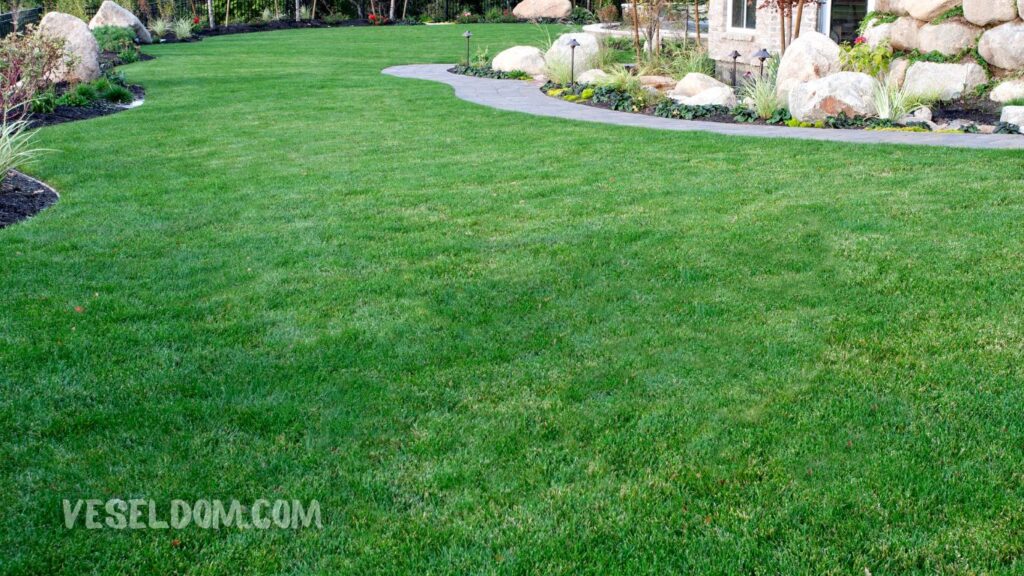 Types of lawn for landscape design