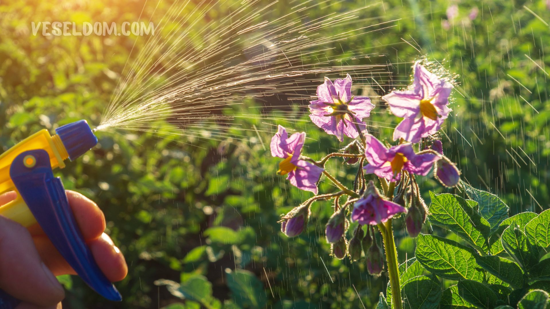 Protection of potatoes from pests and diseases