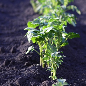 Protection of potatoes from pests and diseases картопля