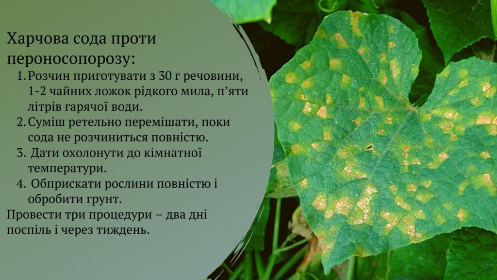 пероноспороз огірків