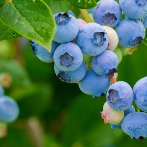 Вирощування лохини в тіні: чи можна садити її під деревами? Вирощування лохини в тіні