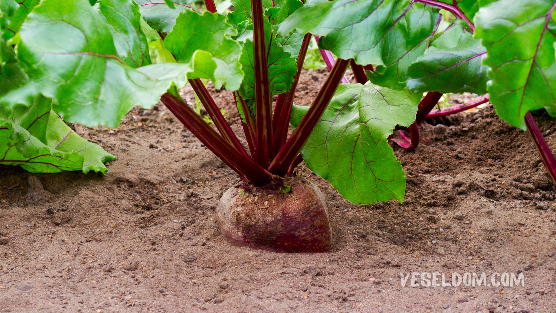 Rules for growing beets in open ground