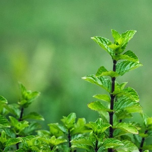 де садити м’яту