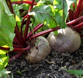 Is het mogelijk om bieten in de schaduw of halfschaduw te planten?