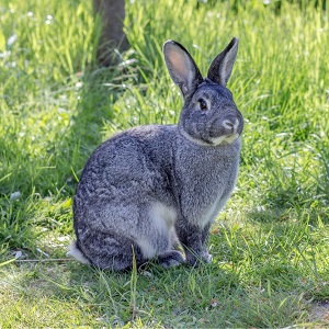 Кролик Радянська Шиншила