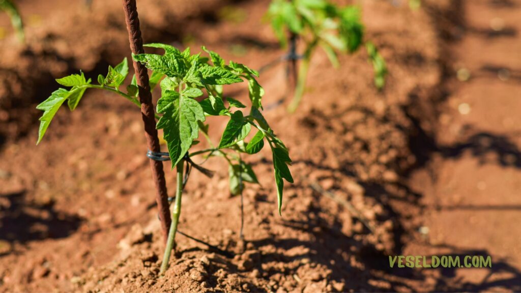 How to feed tomatoes