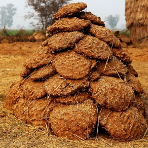 Як підгодувати помідори коров’яком