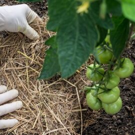 8 kenmerken van grondmulchen in de tuin vóór het planten