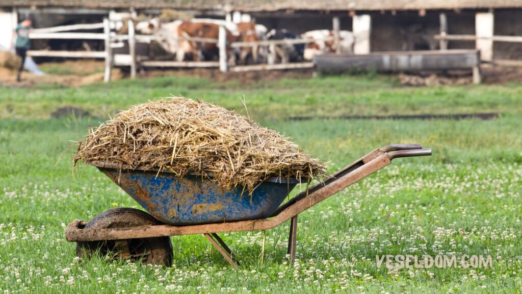 How to fertilize tomatoes with chicken droppings