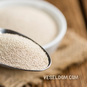 Як поливати помідори дріжджами правильно