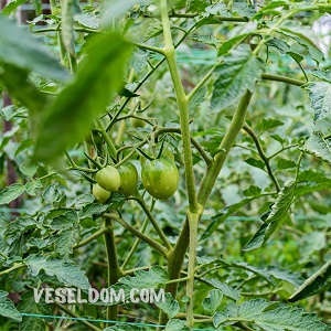 Як підживлювати помідори борною кислотою