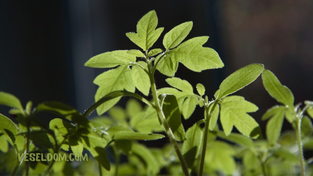 Why are tomato seedlings pale