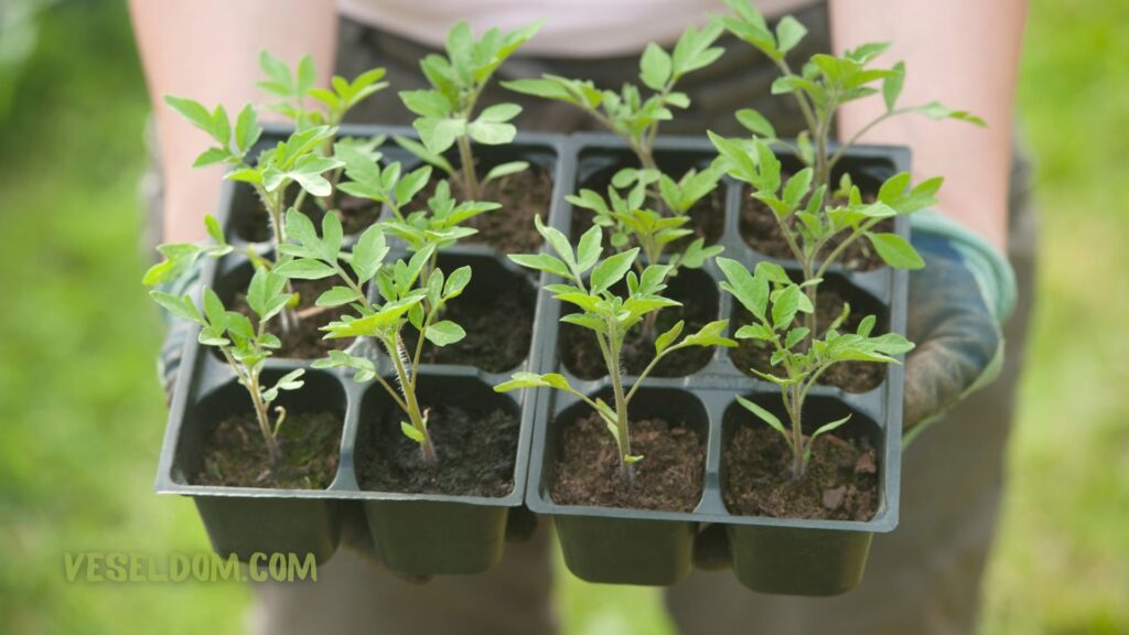 Why are tomato seedlings pale