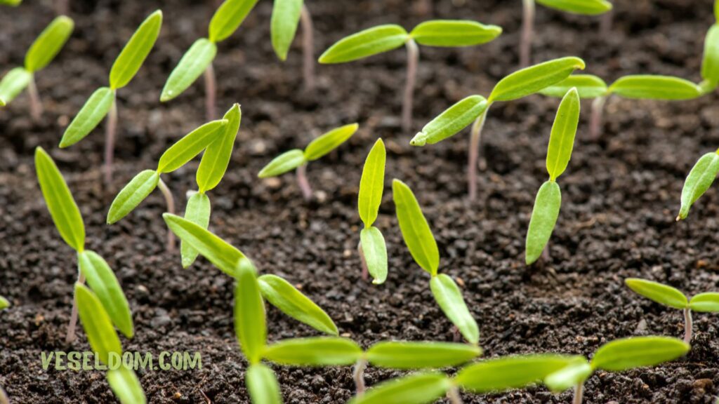 Why are tomato seedlings pale