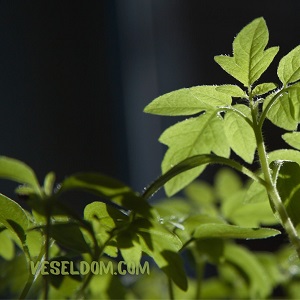 Чому розсада помідорів бліда