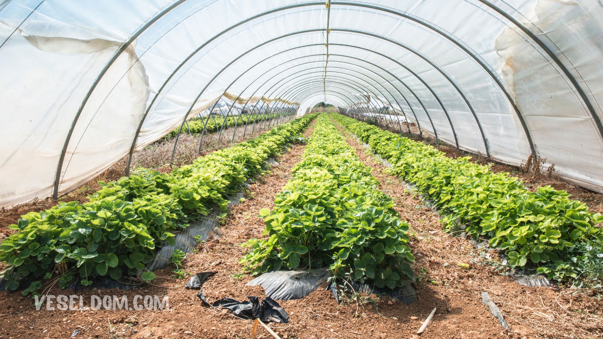 How to grow strawberries in soil in a greenhouse