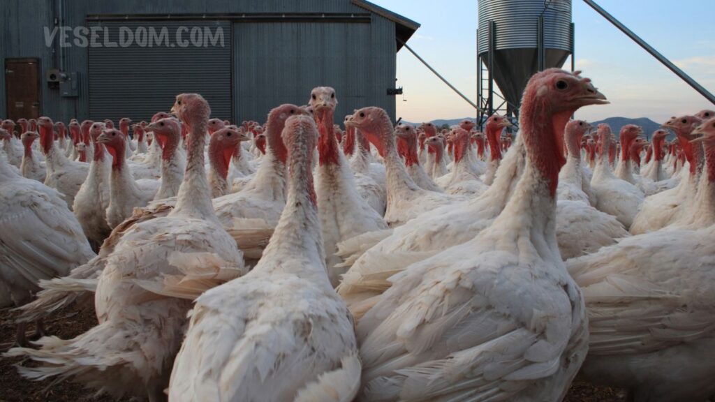 requirements for keeping turkeys