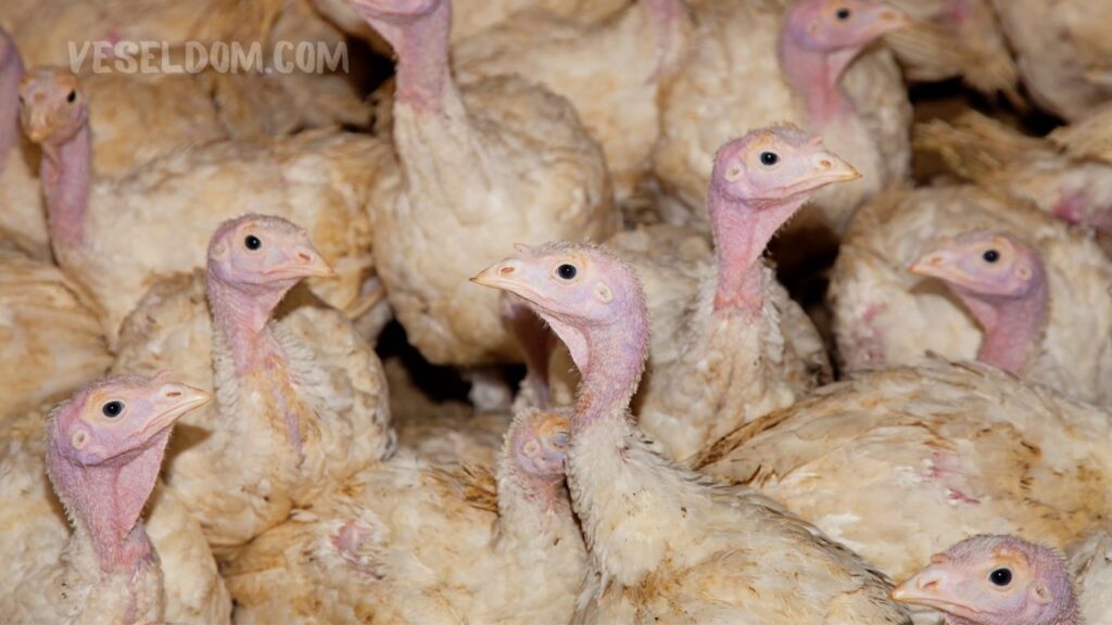 maintenance of turkeys in the first days of life