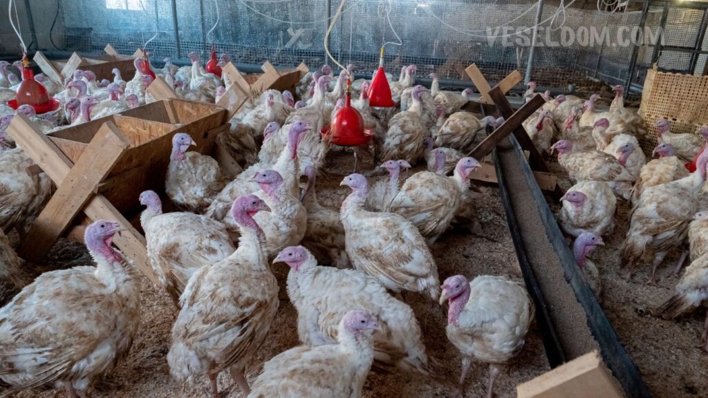 requirements for keeping turkeys