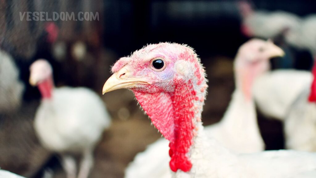 maintenance of turkeys in the first days of life