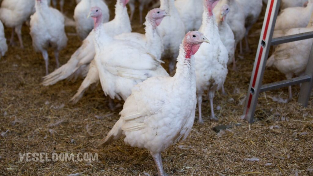 Basics of breeding turkeys