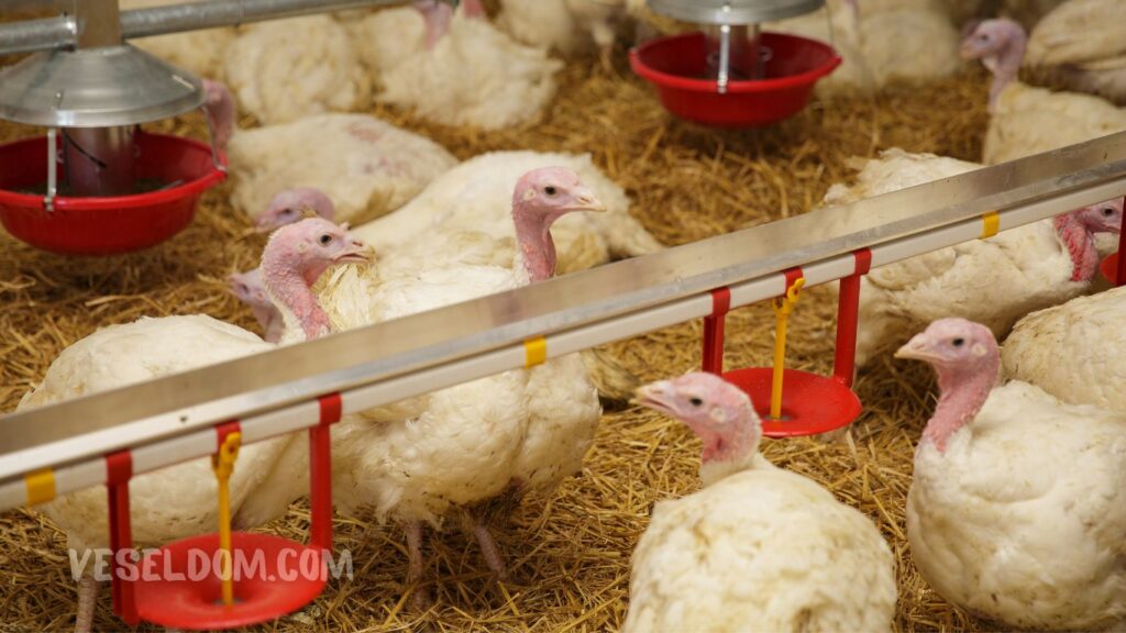 requirements for keeping turkeys