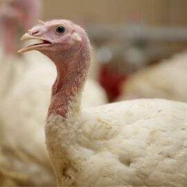 Peculiarities of keeping turkeys in the first days of life